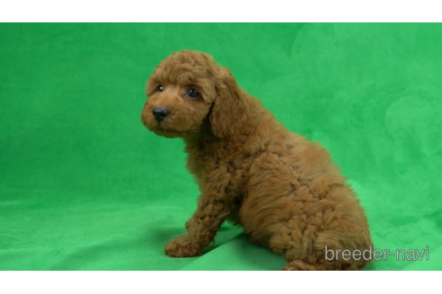 成約済の東京都のトイプードル-154178の5枚目